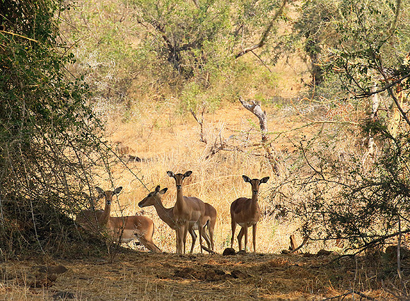 At Kruger NP