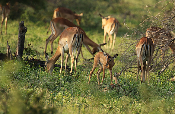 At Lion Sands