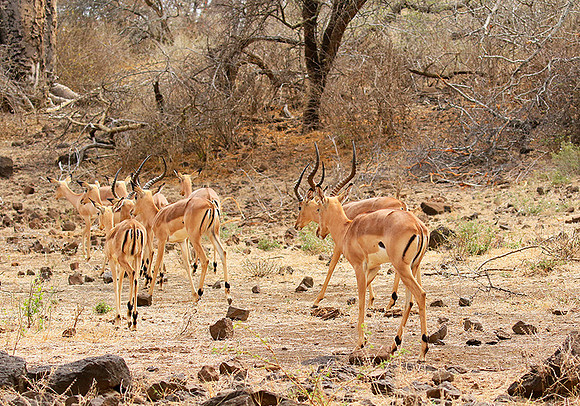 At Kruger NP