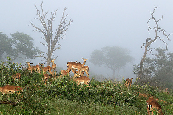 At Londolozi