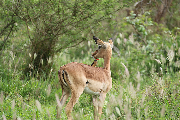 At Lion Sands