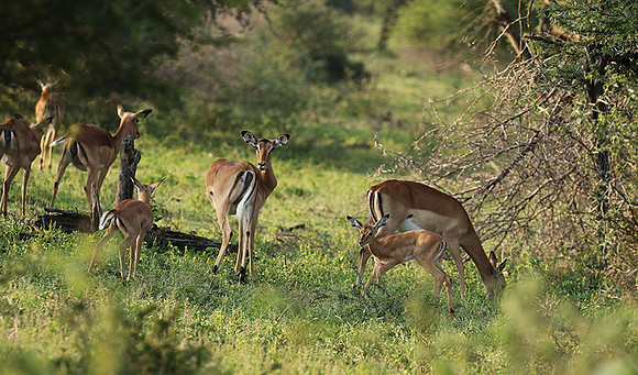 At Lion Sands