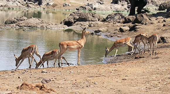 At Kruger NP