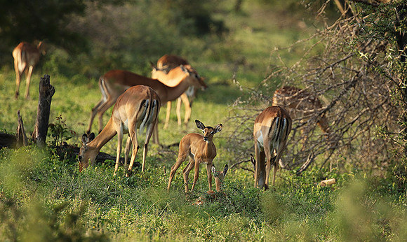 At Lion Sands