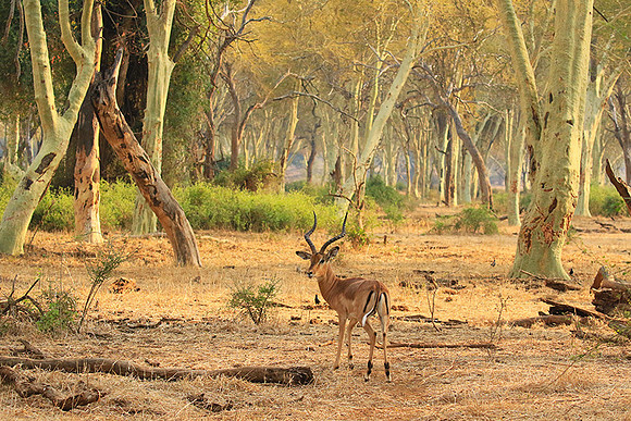 At Kruger NP