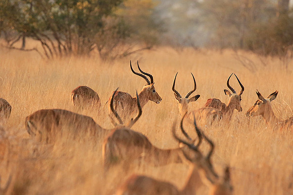 Lebombo private reserve - Kruger Park NP