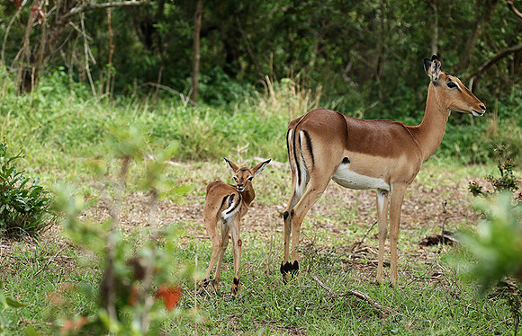 At Lion Sands
