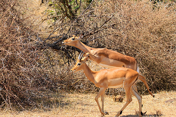 At Kruger NP