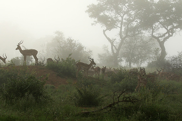 At Londolozi