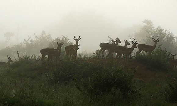 At Londolozi
