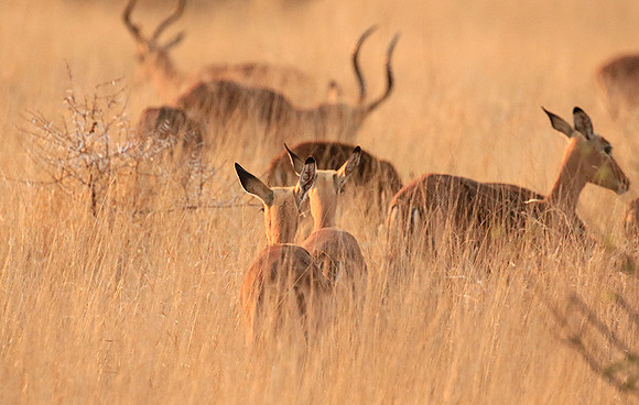 At Kruger NP