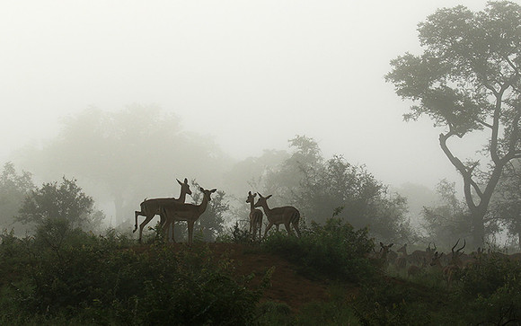At Londolozi