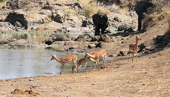 At Kruger NP