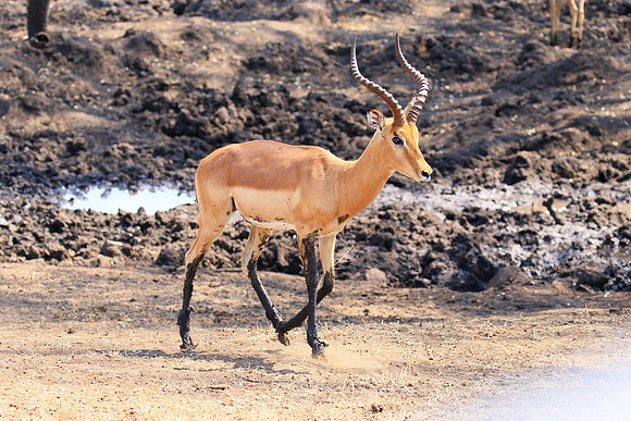 At Kruger NP