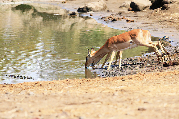 At Kruger NP
