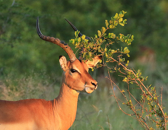 At Londolozi