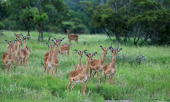 At Londolozi
