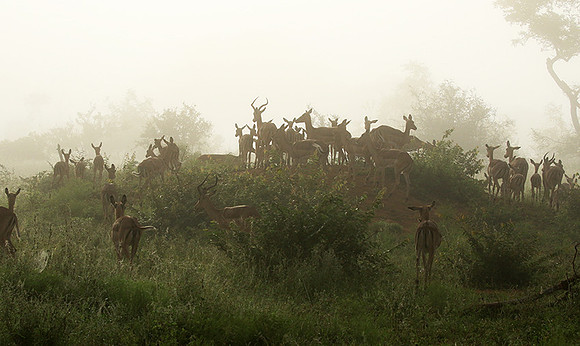 At Londolozi