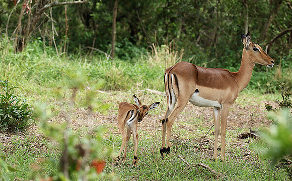 At Lion Sands