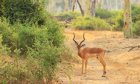 At Kruger NP