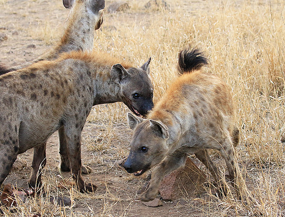 At Kruger NP