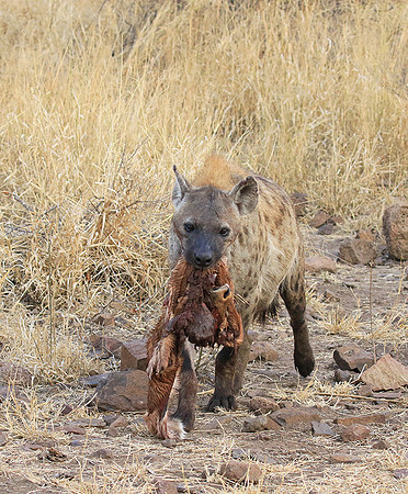At Kruger NP