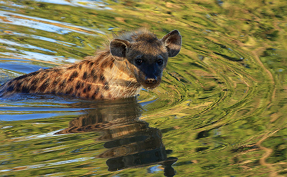 Timbavati private game reserve