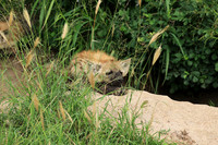 Kruger NP