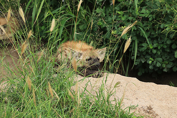 Kruger NP