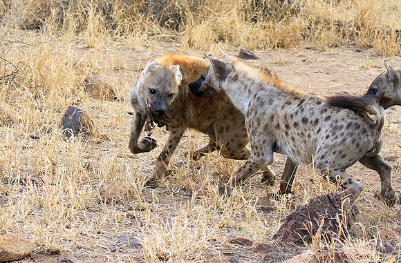 At Kruger NP