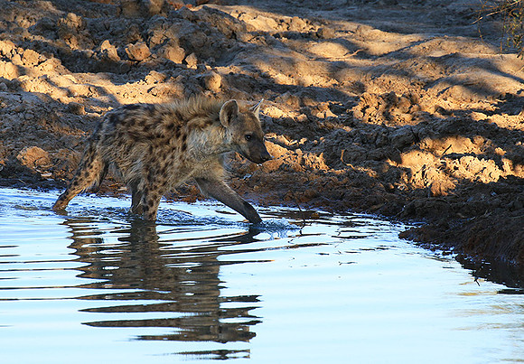 Timbavati private game reserve