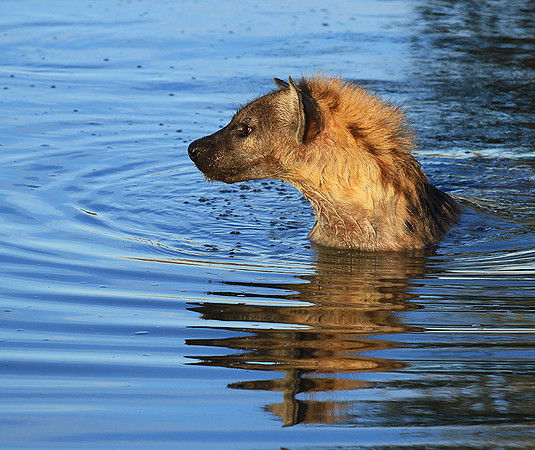 Timbavati private game reserve
