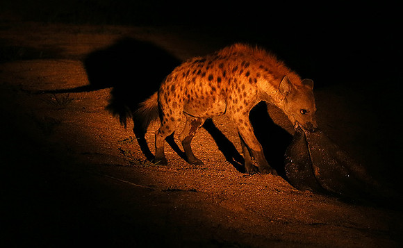 At Mala Mala game reserve