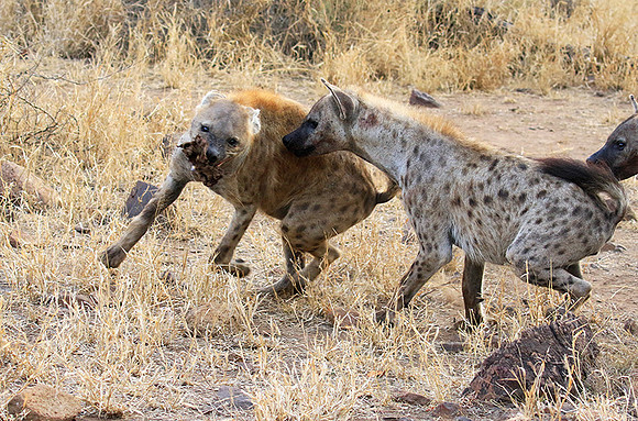At Kruger NP