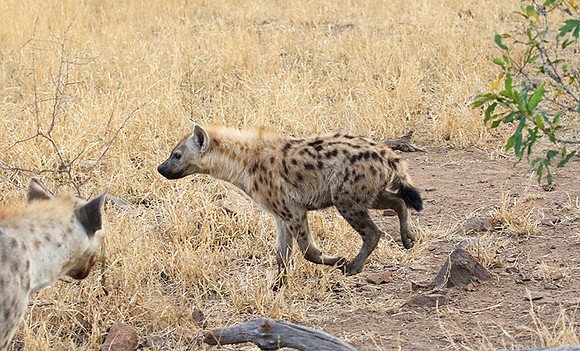 At Kruger NP