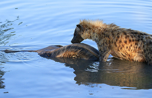 Timbavati private game reserve