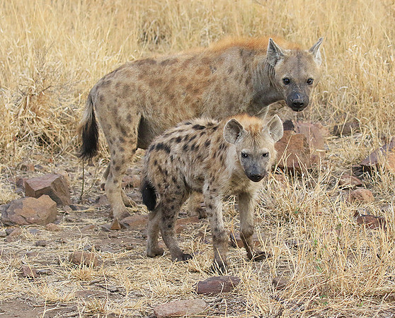 At Kruger NP