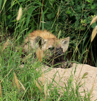 Kruger NP