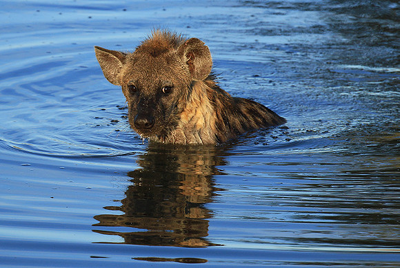 Timbavati private game reserve