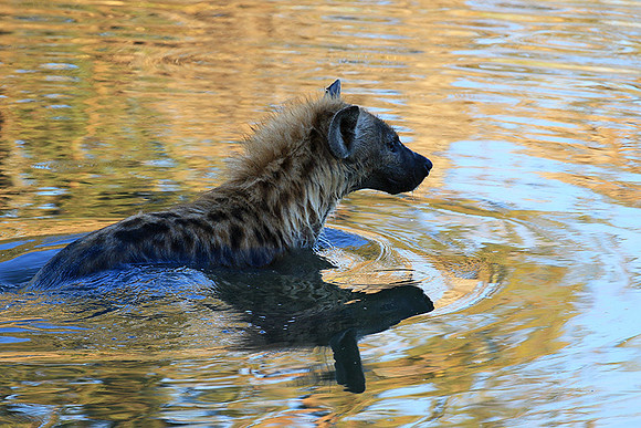 Timbavati private game reserve