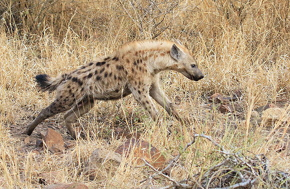 At Kruger NP