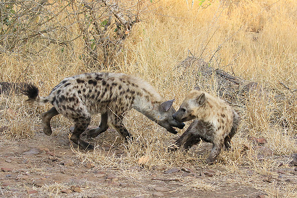 At Kruger NP