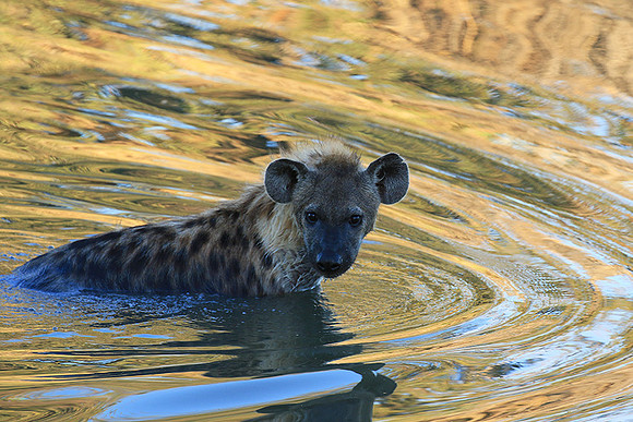 Timbavati private game reserve
