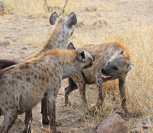 At Kruger NP