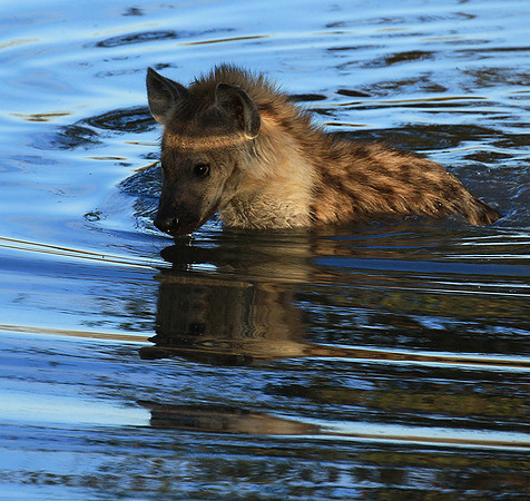 Timbavati private game reserve