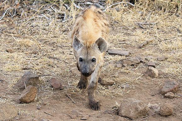 At Kruger NP