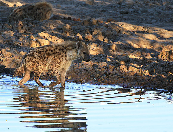 Timbavati private game reserve