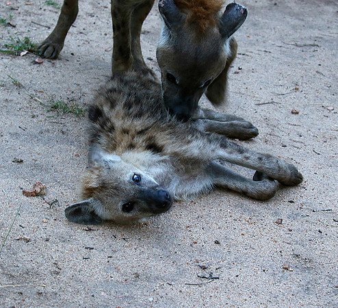 At Mala Mala game reserve