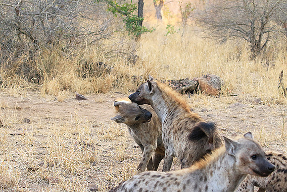 At Kruger NP