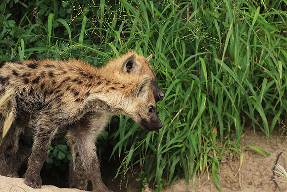 Kruger NP